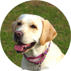 ほがらかで素直な性格